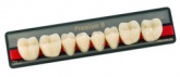 Зубы Premium 8 цвет D3 фасон LL низ