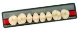 Зубы Premium 8 цвет C2 фасон ML низ