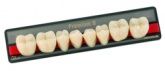 Зубы Premium 8 цвет C2 фасон L верх